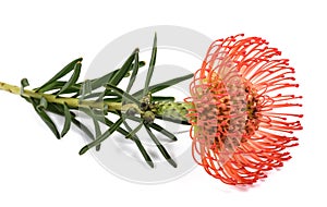 Leucospermum cordifolium