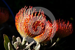 Leucospermum cordifolium