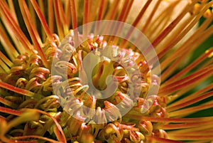 Leucospermum cordifolium