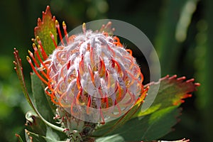 Leucospermum cordifolium