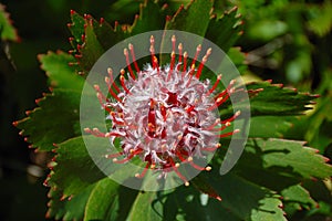 Leucospermum cordifolium photo