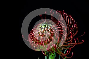 Leucospermum cordifolium, red pincushion-protea. Close up of a beautiful protea pincushion flower, symbol of strength,