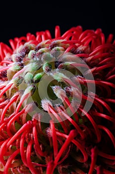 Leucospermum cordifolium, red pincushion-protea. Close up of a beautiful protea pincushion flower, symbol of strength,