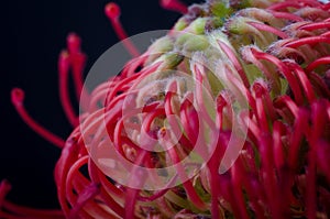 Leucospermum cordifolium, red pincushion-protea. Close up of a beautiful protea pincushion flower, symbol of strength,