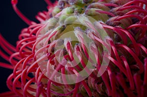 Leucospermum cordifolium, red pincushion-protea. Close up of a beautiful protea pincushion flower, symbol of strength,