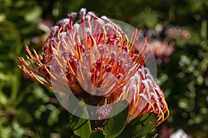 Red flower head of a leucospermum x cuneiforme `Rigoletto` photo