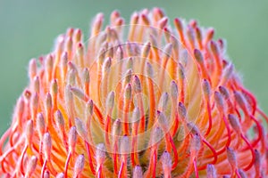Leucospermum So Equisite Flower, Romsey, Victoria, Australia, November 2020