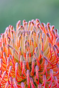 Leucospermum So Equisite Flower, Romsey, Victoria, Australia, November 2020