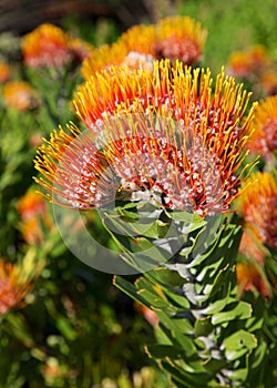 Leucospermum erubescens