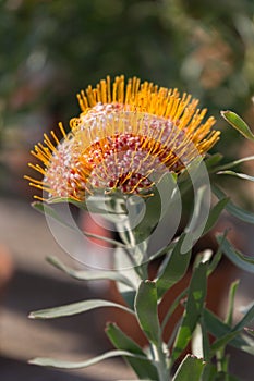 Leucospermum Erubescens Evergreen Shrub: Flowering Plant in the Family Proteaceae