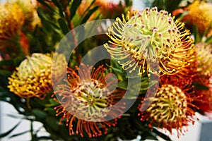 Leucospermum Flame Giant is one kind of protea. Beautiful bouquet of unusual flowers