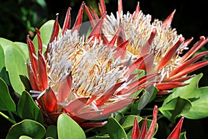 Leucospermum flower