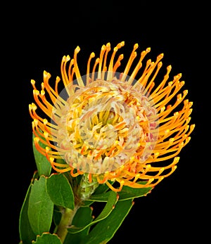 Leucospermum flower grows on a black background, still life