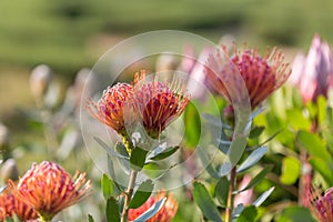 Leucospermum Glabrum x Tottum Evergreen Shrub: Flowering Plant in the Family Proteaceae