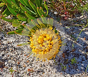 Leucospermum hypophyllocarpodendron