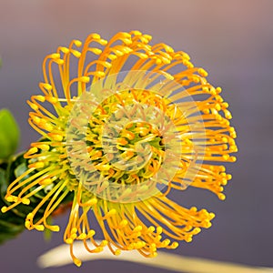 Leucospermum nutans High Gold