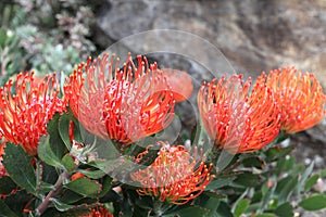 Leucospermum - Pincushion Protea flowers