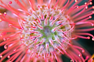 Leucospermum red flower, Protea, top view