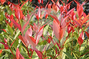 Leucothoe axillaris Little Flames plant on nursery