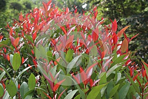 Leucothoe axillaris Little Flames plant on nursery photo
