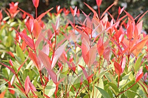 Leucothoe axillaris Little Flames plant on nursery photo