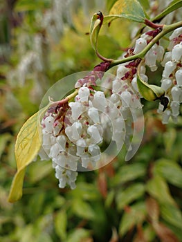 Leucothoe fontanesiana drooping laurel or dog hobble