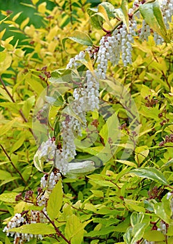 Leucothoe fontanesiana drooping laurel or dog hobble