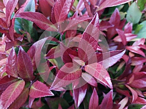 Leucothoe 'Zeblid'