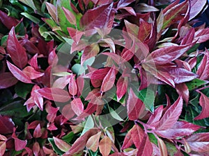 Leucothoe 'Zeblid'