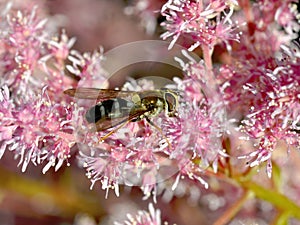 Leucozona glaucia