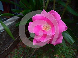 Leuenbergeria quisqueyana flower in the home garden