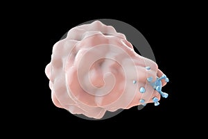 Leukocyte engulfing virus