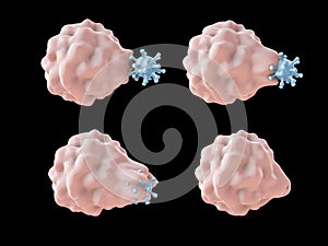 Leukocyte engulfing virus