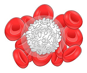 Leukocyte