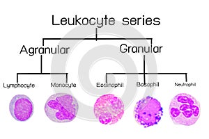 Leukocyte series