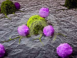 Leukocytes attacking a cancer cell