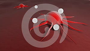 Leukocytes attacking a cancer cell