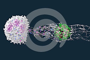 Leukocytes in the blood. Neutrophils make NETosis. 3d render.