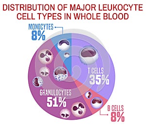 Leukocytes types scheme
