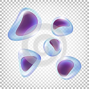 Leukocytes. White blood cells