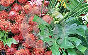 Leukospermum cordifolium or African protea in composition with monstera leaves