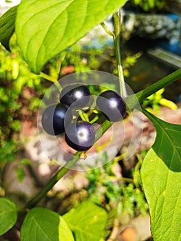 Leunca - solanum nigrum plant