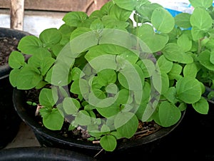 leunca is a type of plant that can be eaten as a vegetable with small green leaves photo