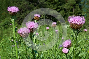 Leuzea carthamoides, known as Maral root or Rhaponticum in natural subalpine environment photo