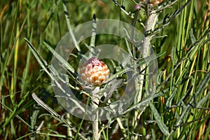 Leuzea conifera (Rhaponticum coniferum) flower. photo