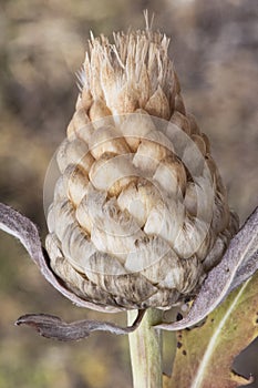 Leuzea conifera Rhaponticum coniferum plant of the Asteracea Family with flower in the form of a small golden artichoke photo