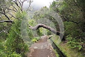 Levada das 25 fontes, touristic hiking trail, Rabacal, Madeira island, Portugal