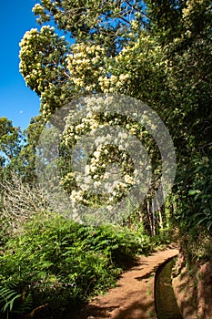 Levada do Rei Hike, Madeira Island, King water channel hike