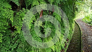 Levada do Rei, Madeira Island Walk water ferns irrigation green conservation vacation trail adventure