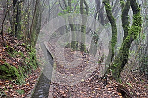 Levada dos Cedros: Fanal to Ribeira da Janela, type of irrigation canals, Madeira, Portugal photo